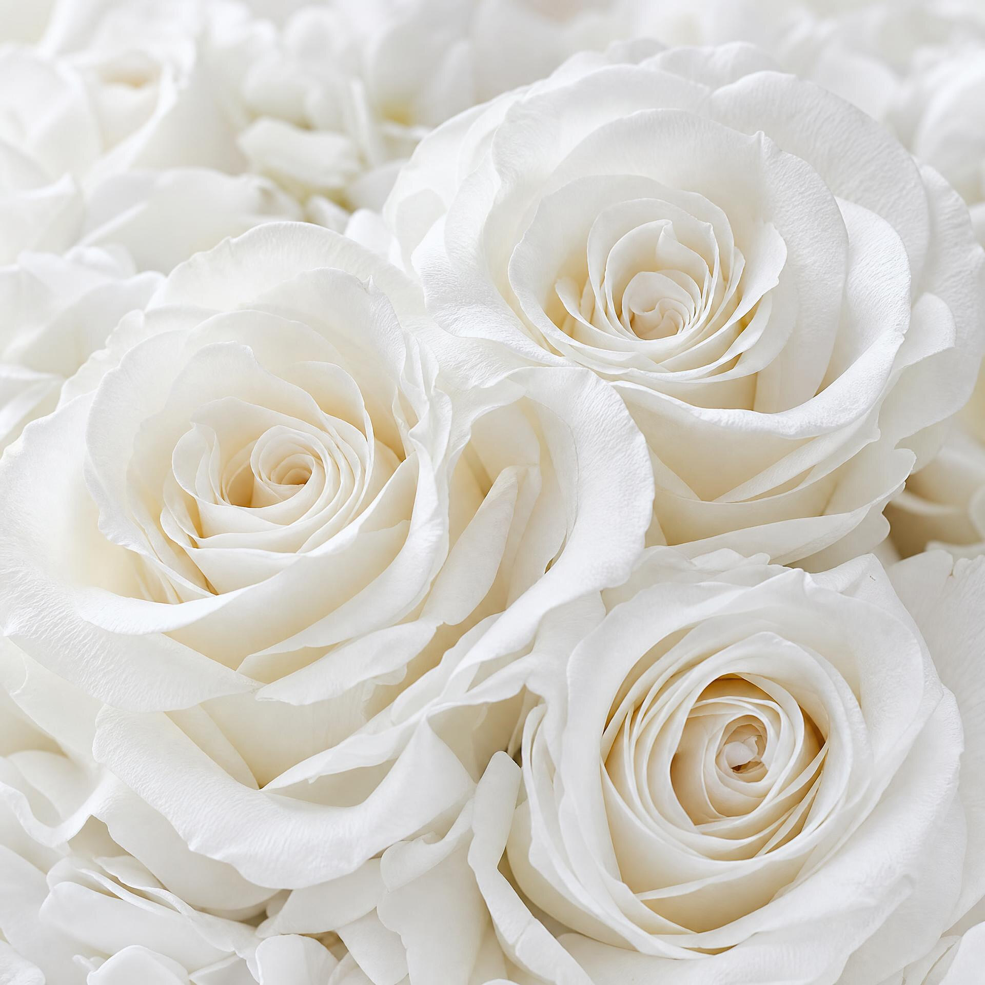 Elegant white roses background